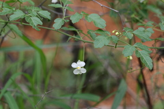 Cardiospermum canescens